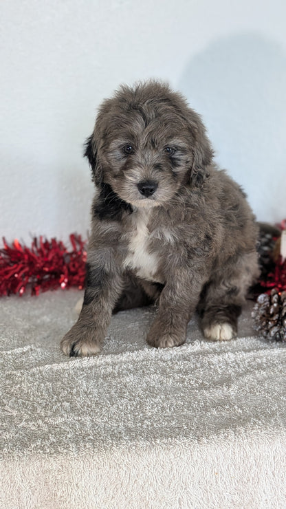 MINI BERNEDOODLE (10/14) MALE