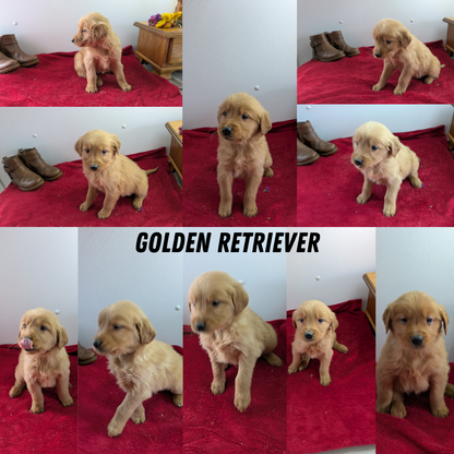 GOLDEN RETRIEVER (11/17) FEMALE