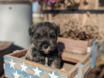 MINI SCHNAUZER (12/27/23) FEMALE