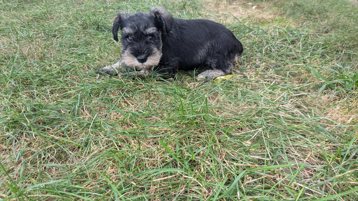 MINI SCHNAUZER (07/15) FEMALE