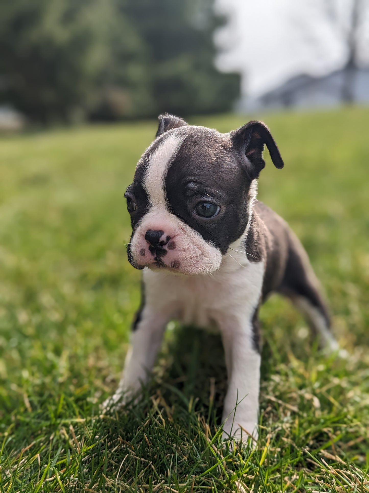 BOSTON TERRIER (FEMALE) 02/04