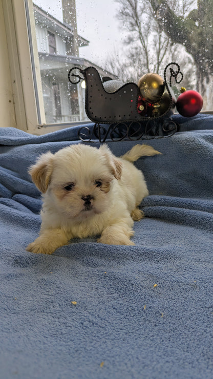 SHIH TZU (10/28) MALE