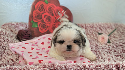 SHIH TZU (12/08) FEMALE