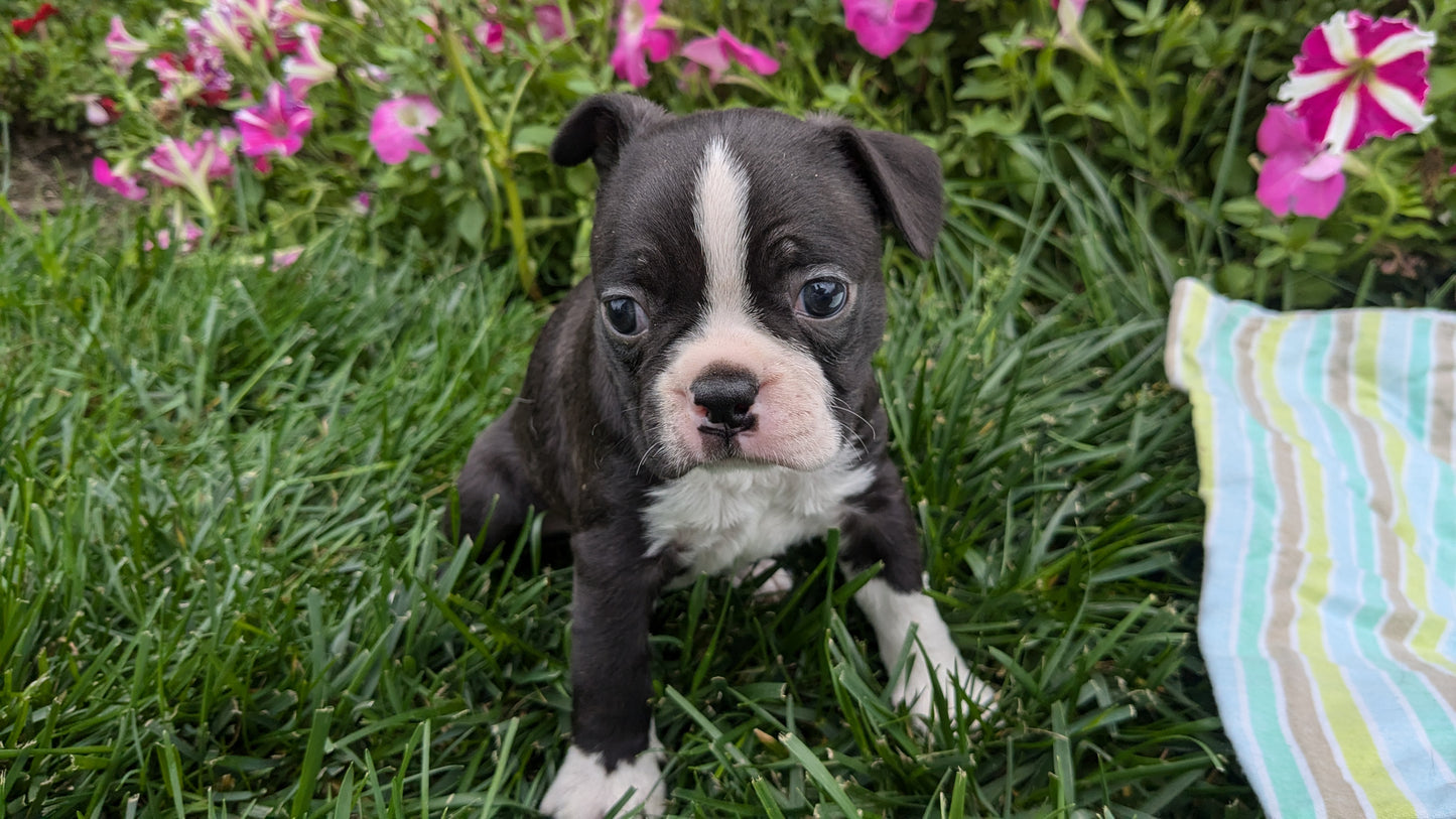 BOSTON TERRIER (08/24) MALE