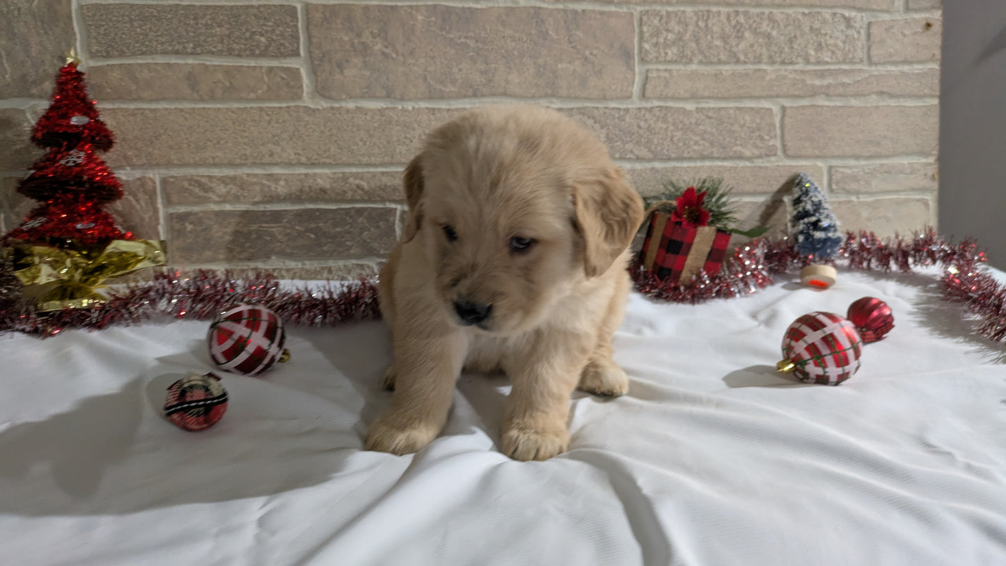 GOLDEN RETRIEVER (11/11) FEMALE