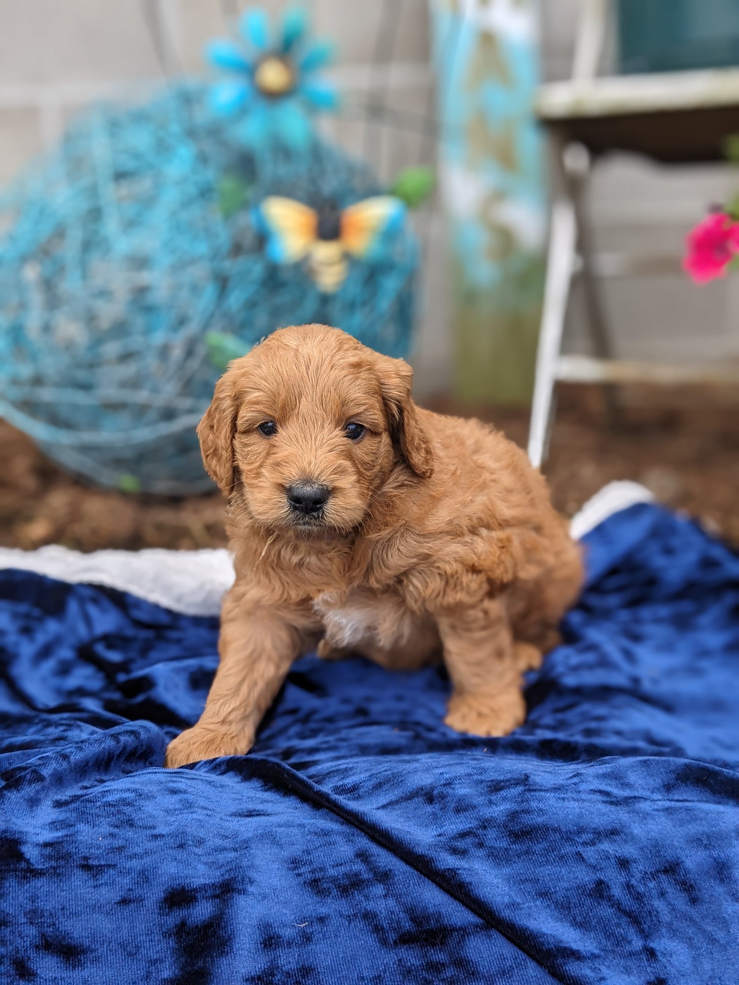 GOLDENDOODLE (05/03) MALE