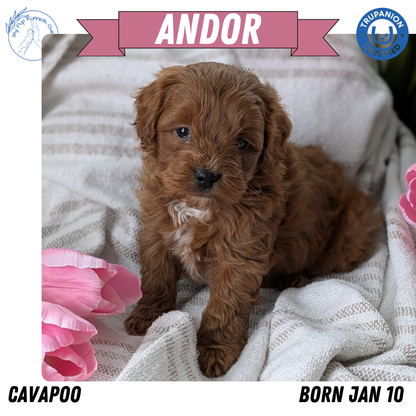 CAVAPOO (01/10) MALE