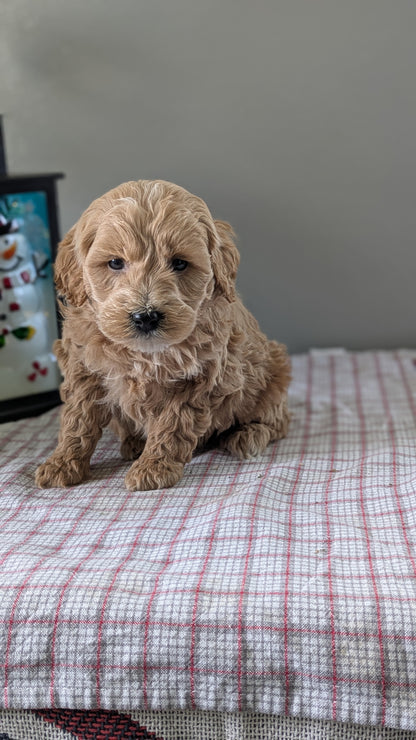 MINI GOLDENDOODLE (12/09) MALE