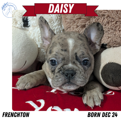 FRENCHTON (12/24) FEMALE