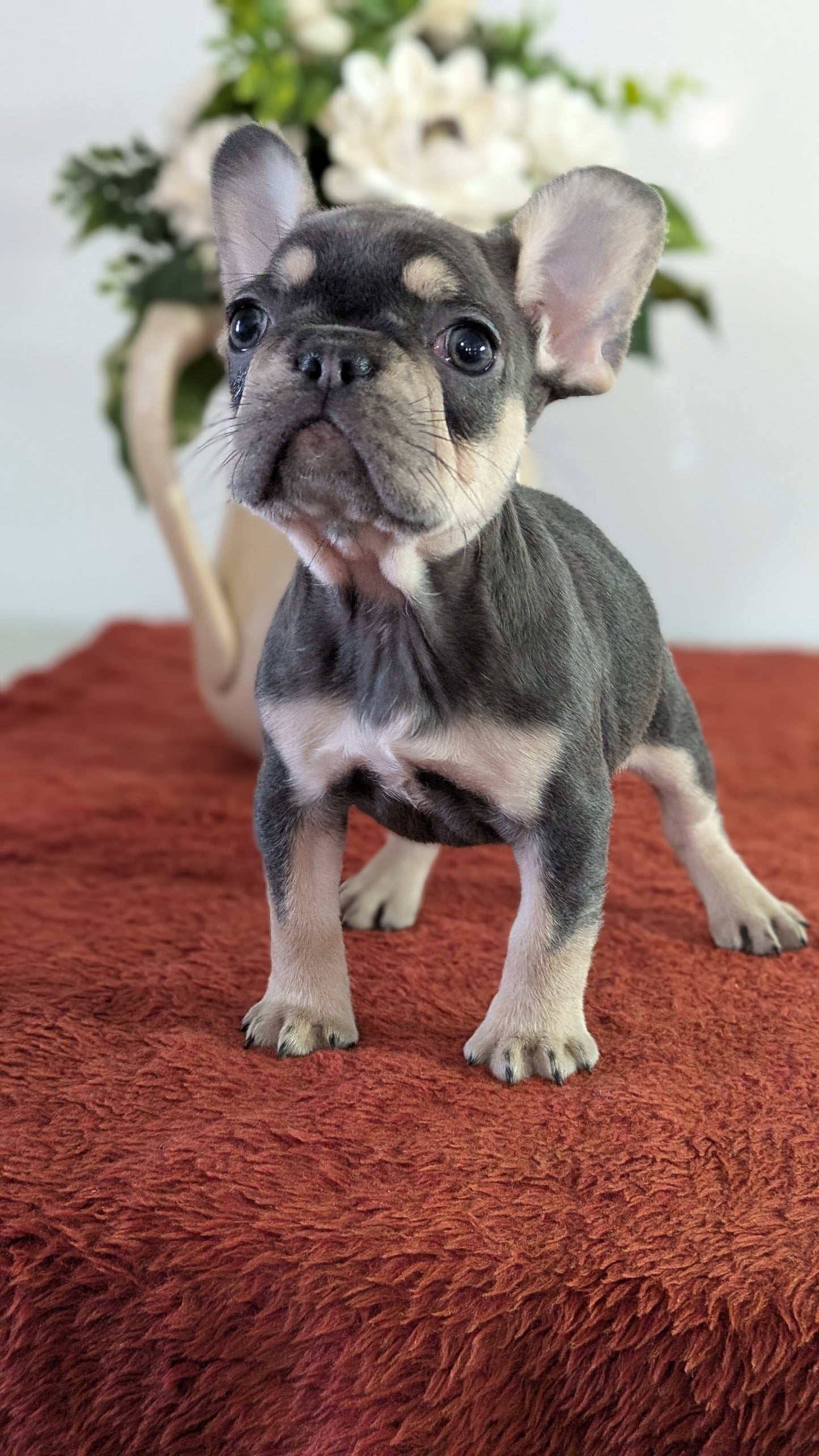 FRENCH BULLDOG (12/21) FEMALE