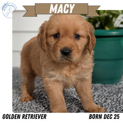 GOLDEN RETRIEVER (12/25) FEMALE