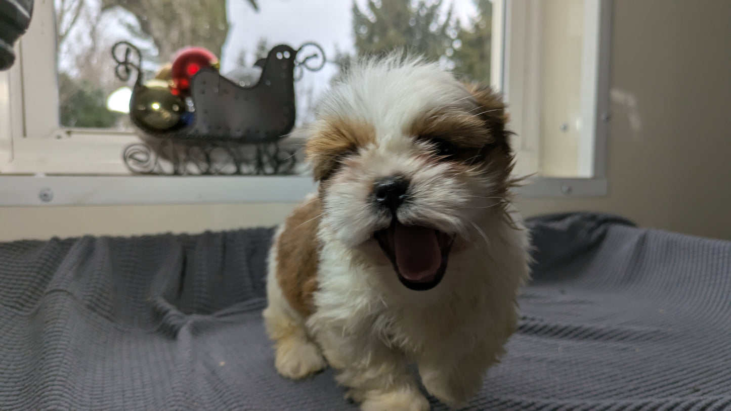 SHIH TZU (10/30) MALE