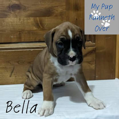 BOXER (12/7/23) FEMALE