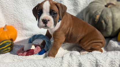 BOXER (08/27) MALE