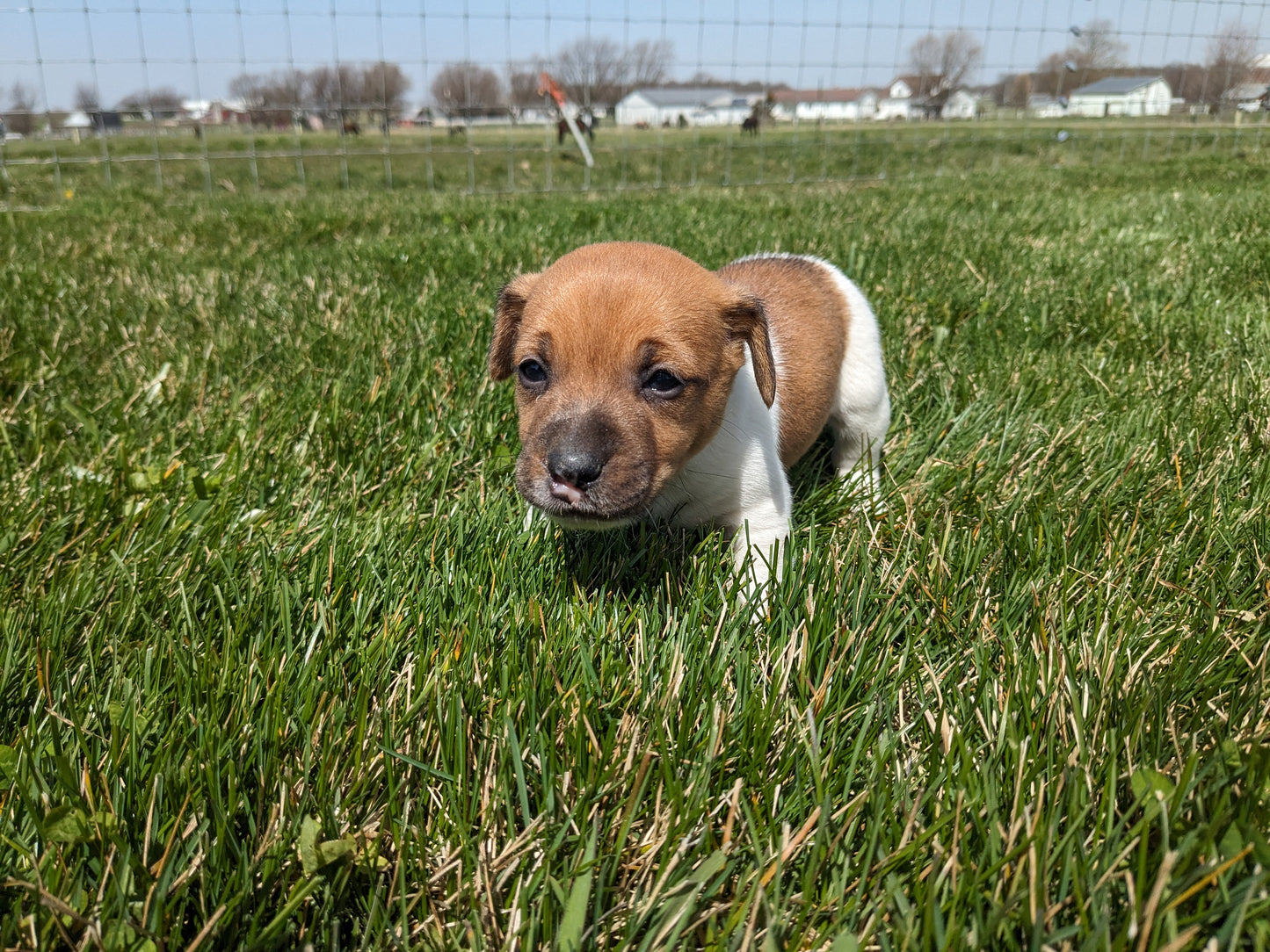 JACK RUSSELL TERRIER (03/08) MALE