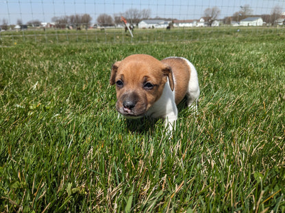 JACK RUSSELL TERRIER (03/08) MALE