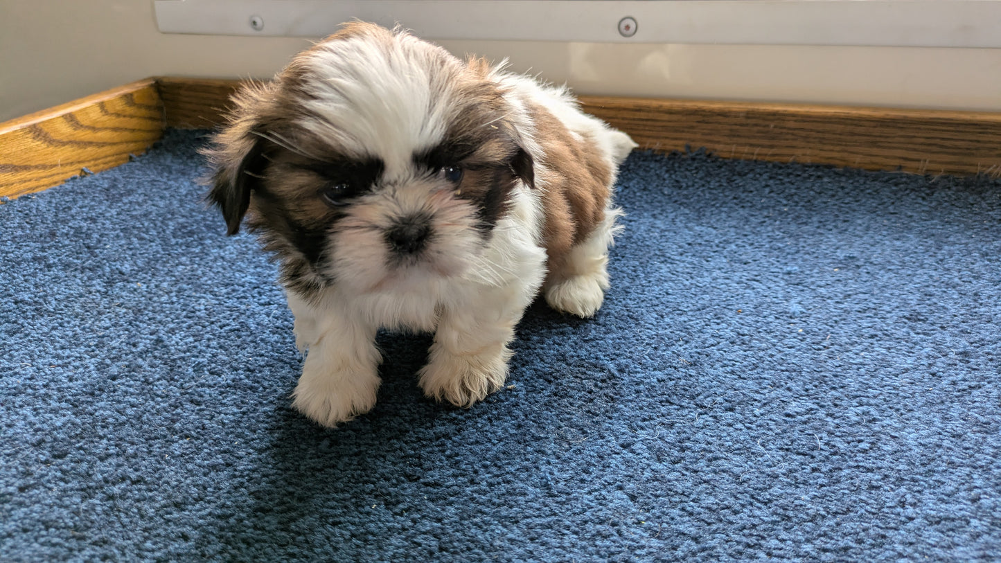 SHIH TZU (01/01) FEMALE