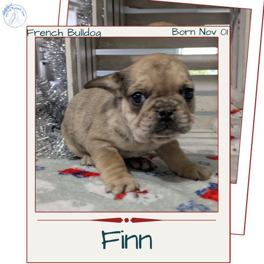 FRENCH BULLDOG (11/01) MALE