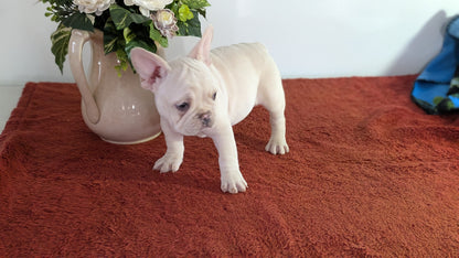 FRENCH BULLDOG (12/21) FEMALE