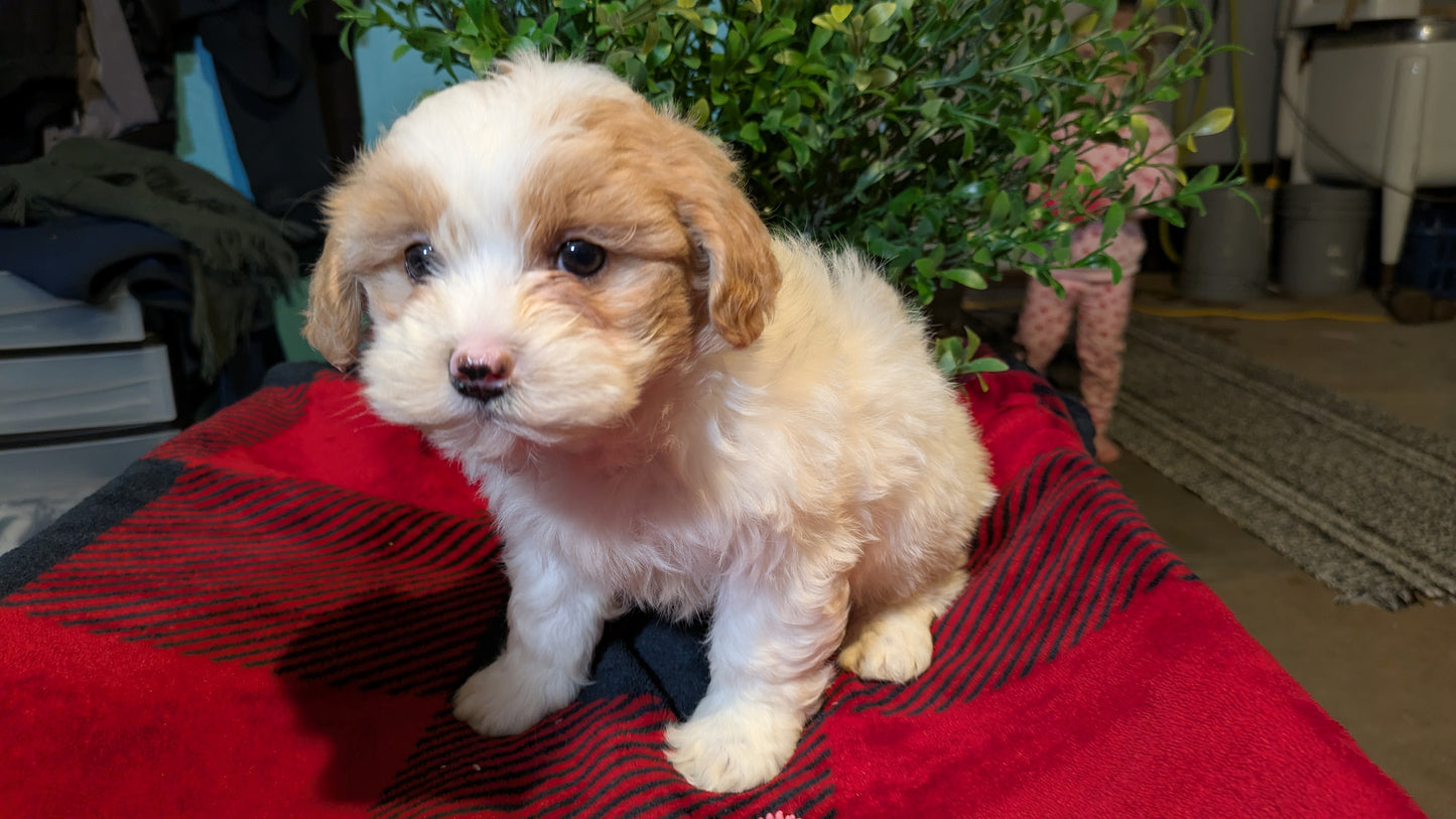 SHIHPOO (11/17) FEMALE