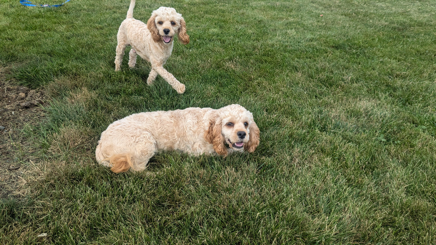 COCKAPOO (10/25/23) MALE