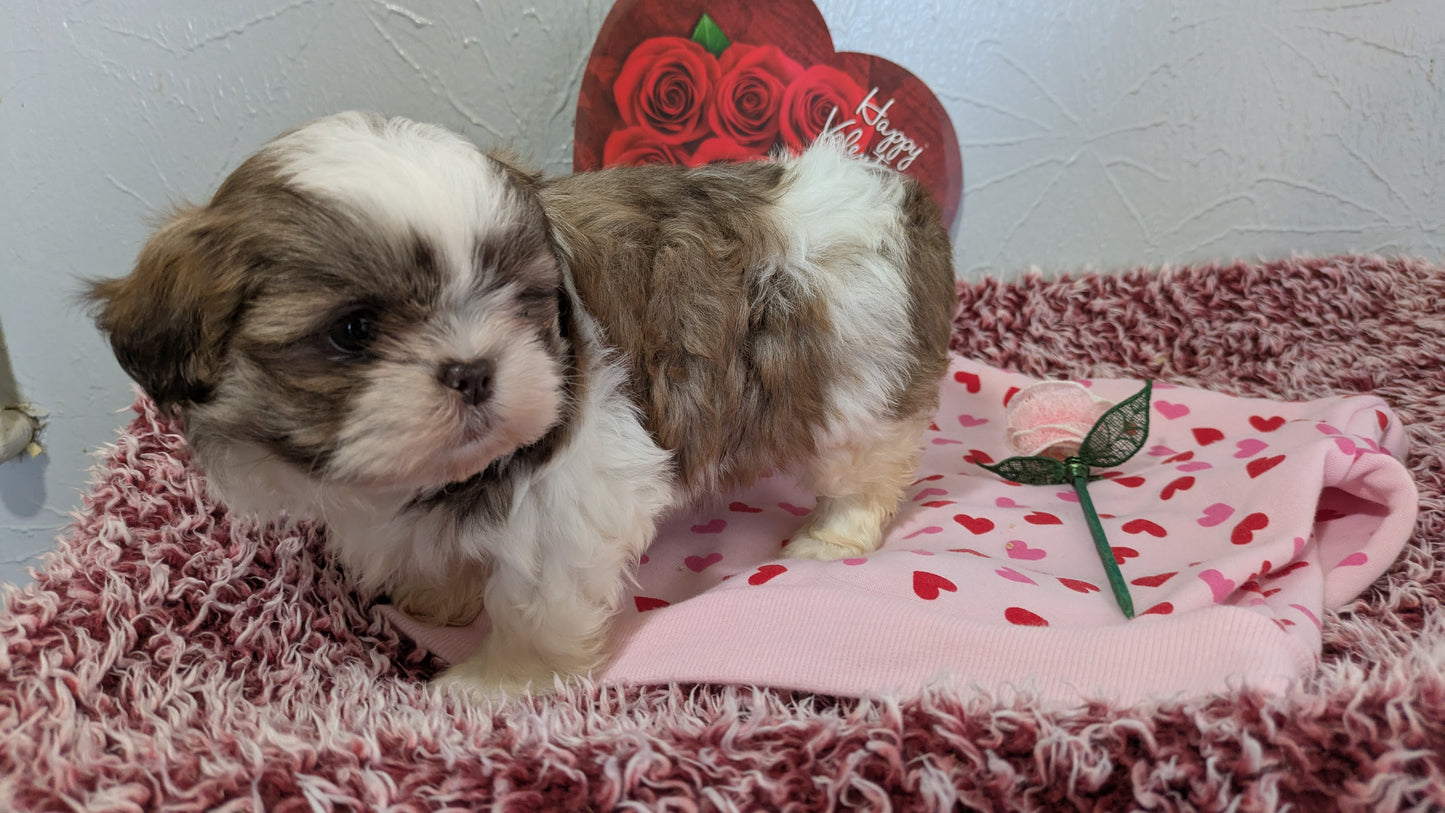 SHIH TZU (12/08) MALE