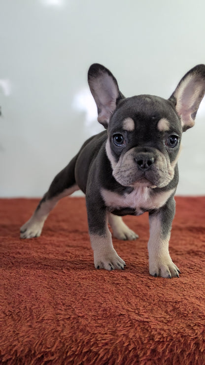 FRENCH BULLDOG (12/21) FEMALE