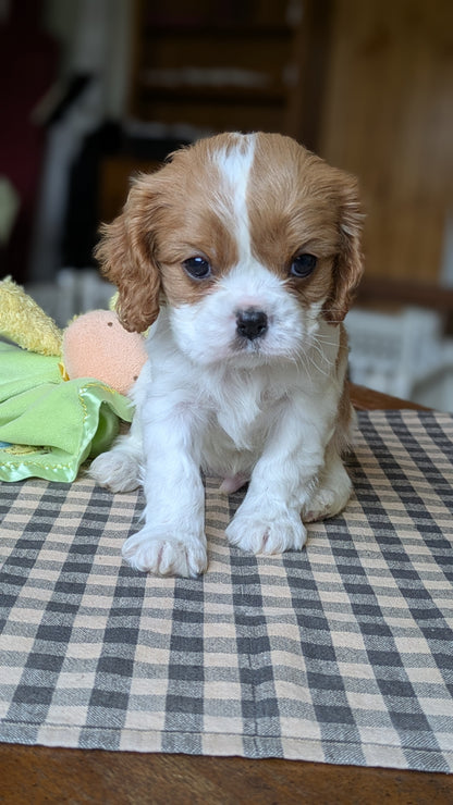 CAVALIER (12/26) MALE