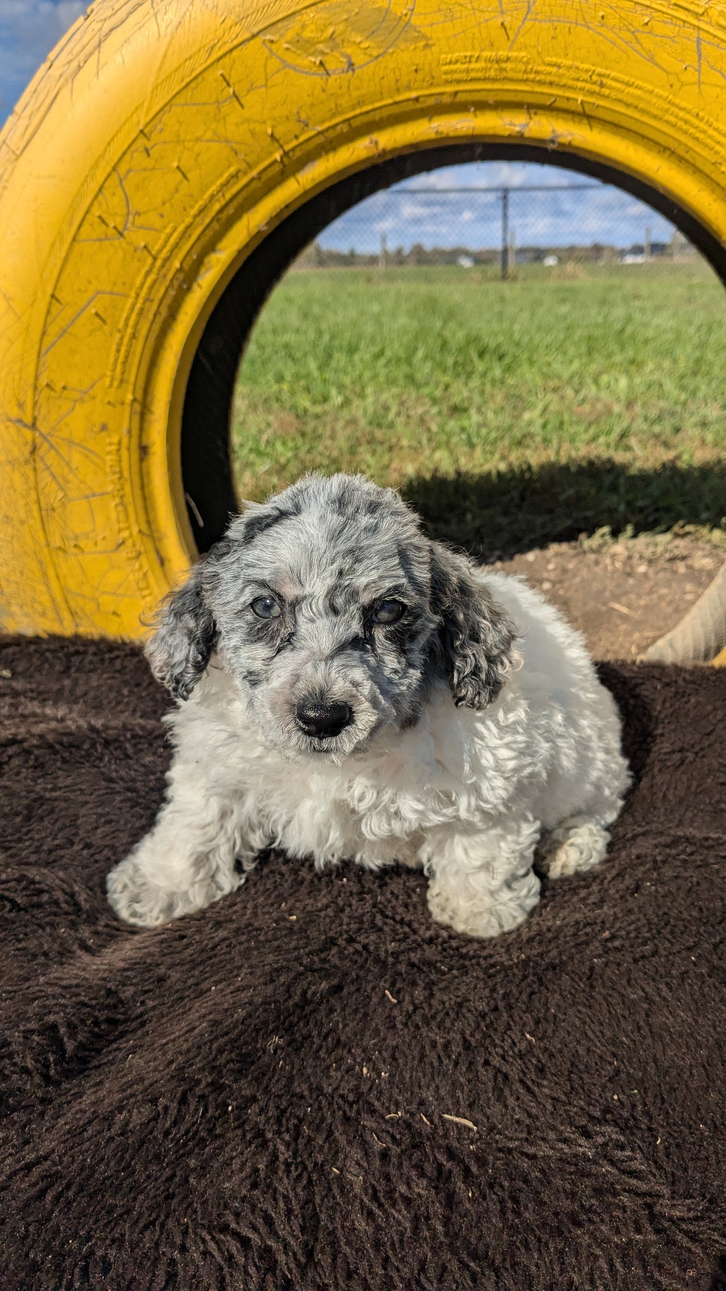 MINI POODLE (08/27) MALE