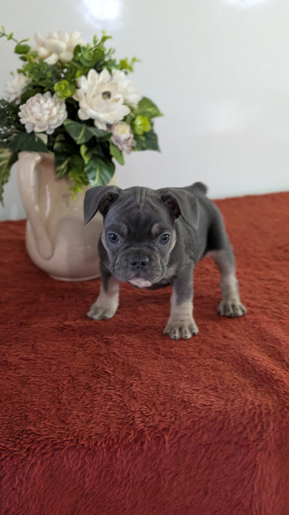 FRENCH BULLDOG (12/21) FEMALE