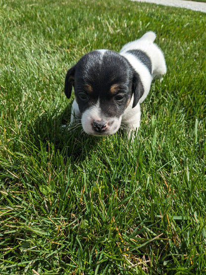 JACK RUSSELL TERRIER (03/08) MALE