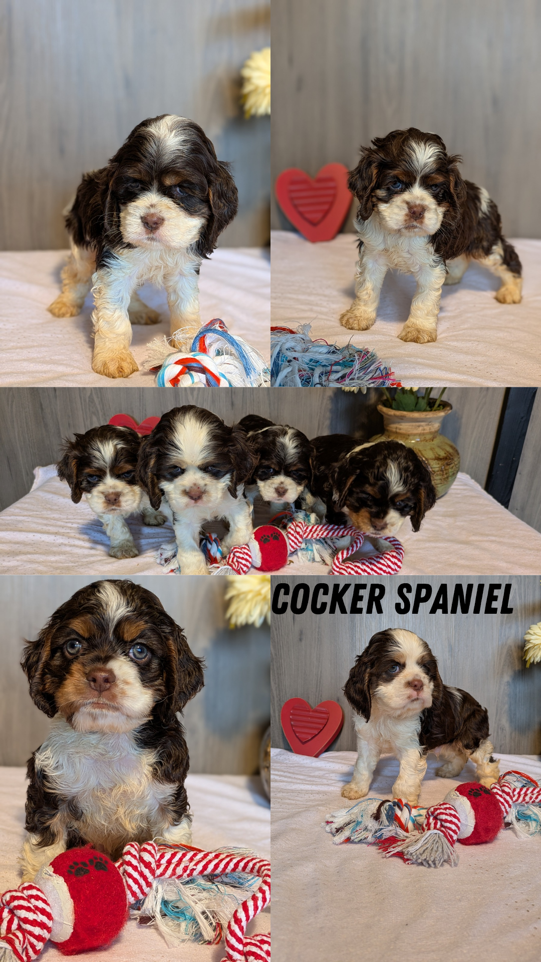 COCKER SPANIEL (12/21) FEMALE