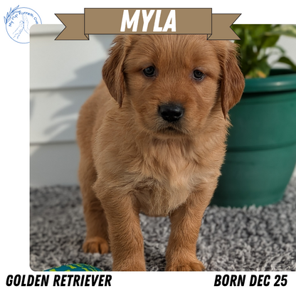 GOLDEN RETRIEVER (12/25) FEMALE