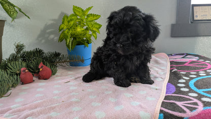 MINI LABRADOODLE (11/26) FEMALE