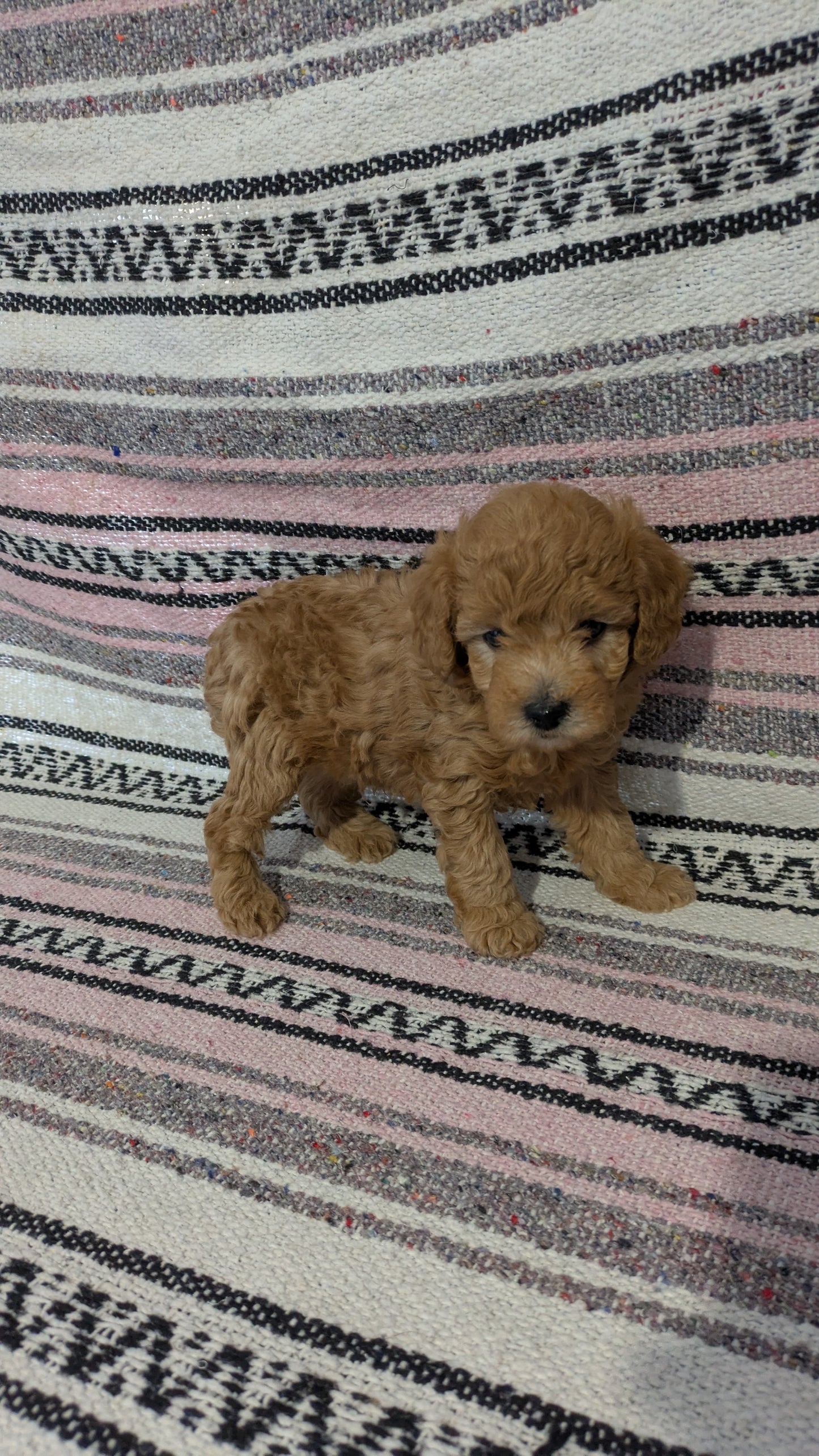 TOY POODLE (11/02) MALE