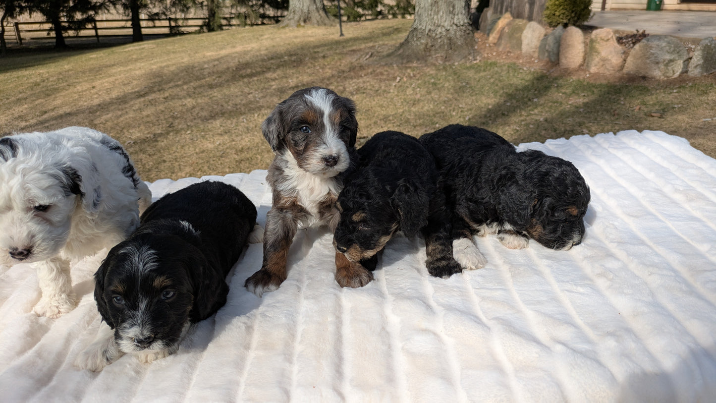 MINI BERNEDOODLE (02/03) FEMALE