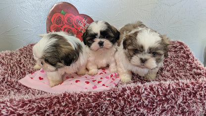 SHIH TZU (12/08) FEMALE