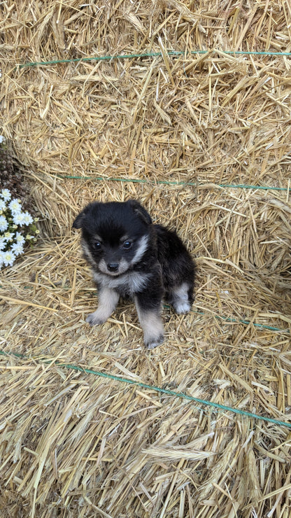 POMSKY-POO (08/13) FEMALE