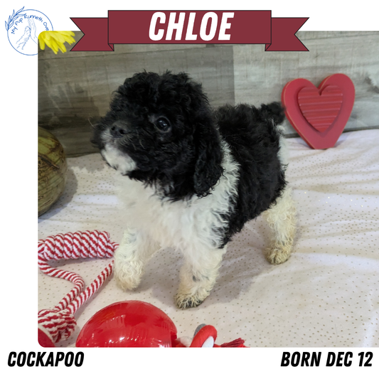 COCKAPOO (12/12) FEMALE