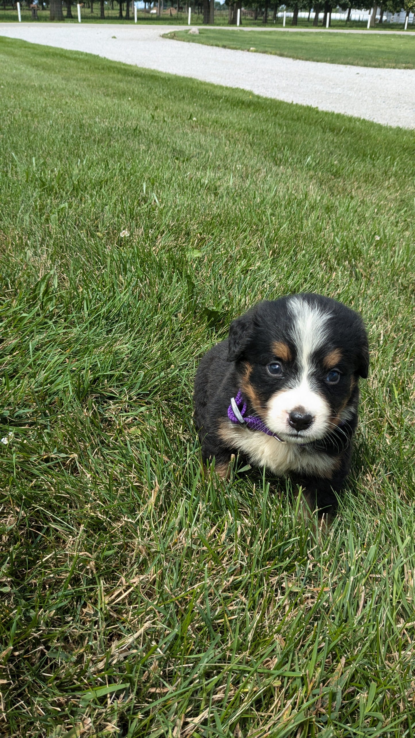 BERNESE MOUNTAIN DOG (06/05) FEMALE