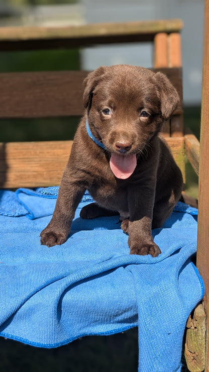 LABRADOR RETRIEVER (08/01) MALE