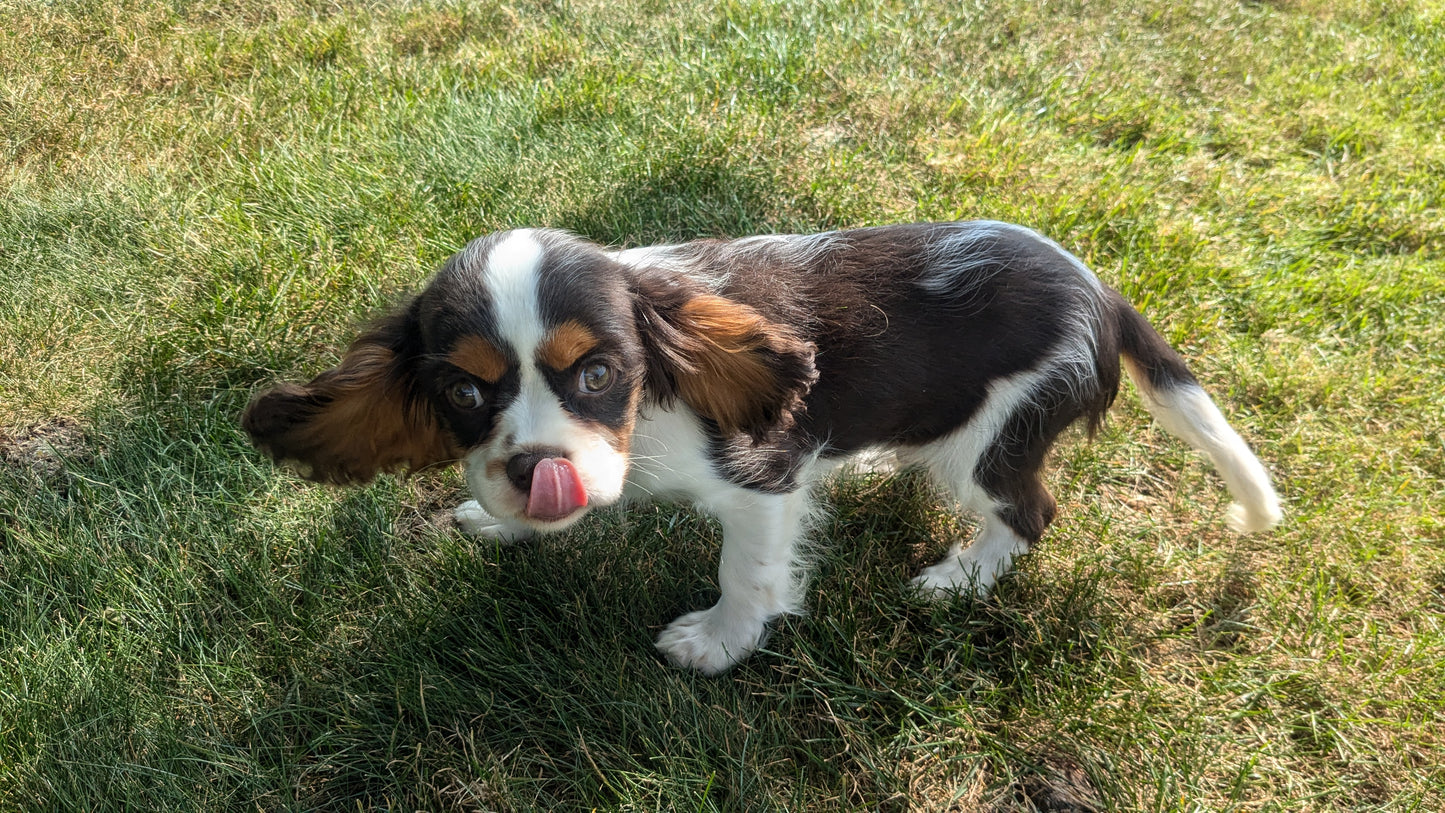 CAVALIER (05/17) MALE