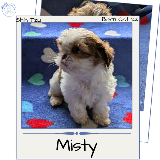 SHIH TZU (10/22) FEMALE