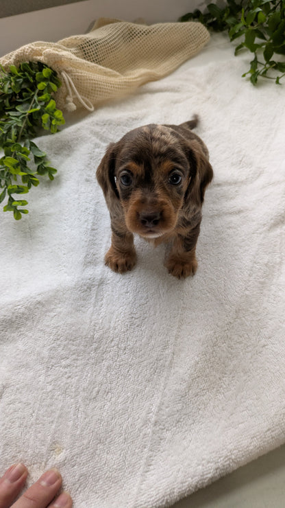 MINI DACHSHUND (01/27) FEMALE