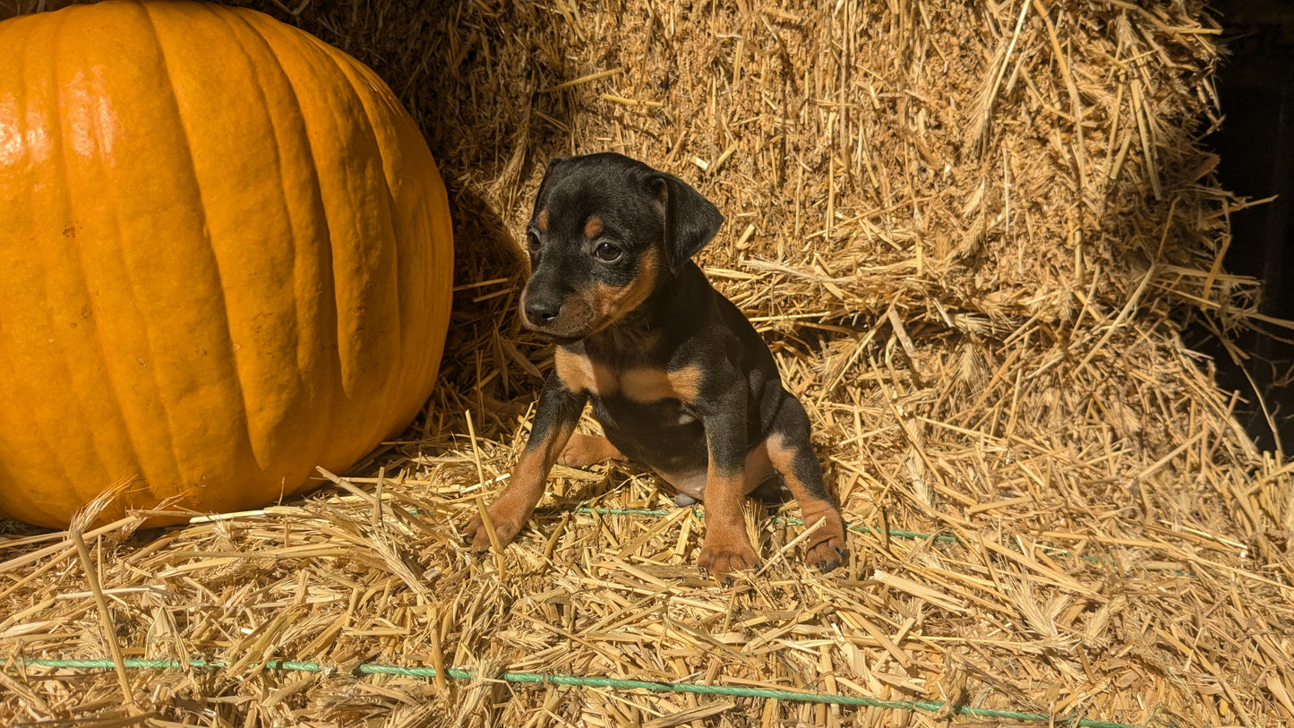 MINI PINSCHER (08/25) MALE