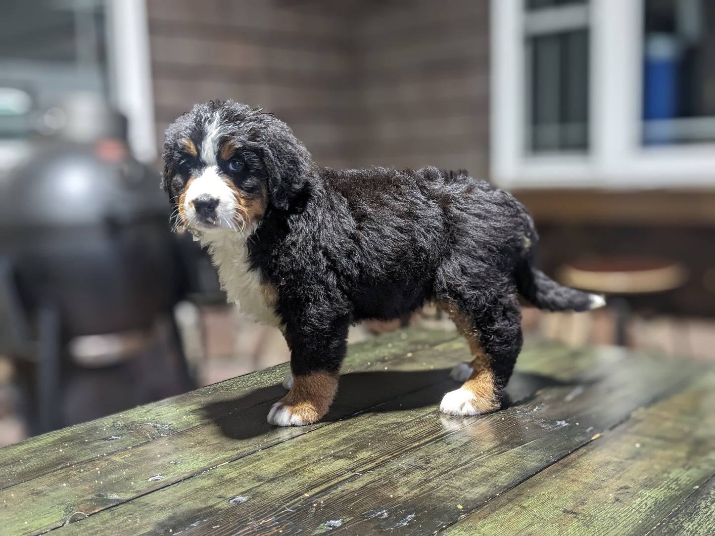 BERNESE MOUNTAIN DOG (03/21) FEMALE