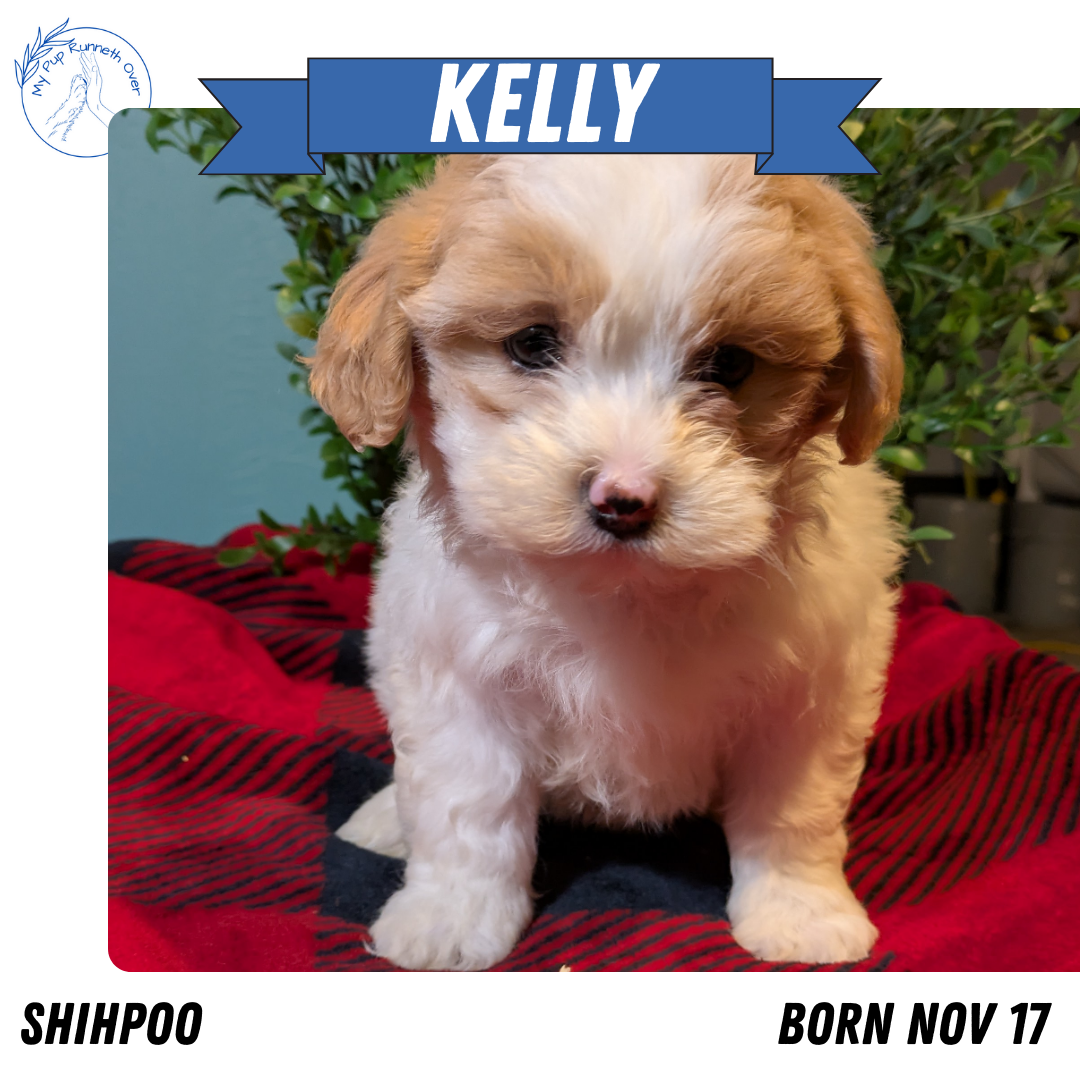 SHIHPOO (11/17) FEMALE