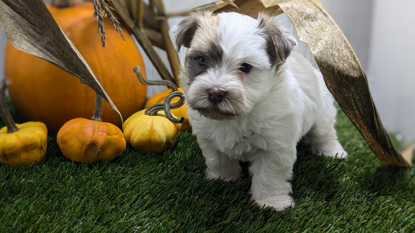 HAVANESE (08/23) MALE