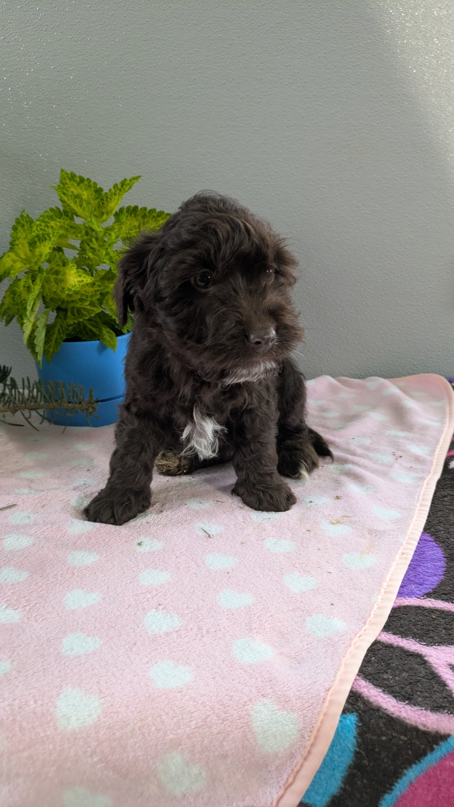 MINI LABRADOODLE (11/26) MALE