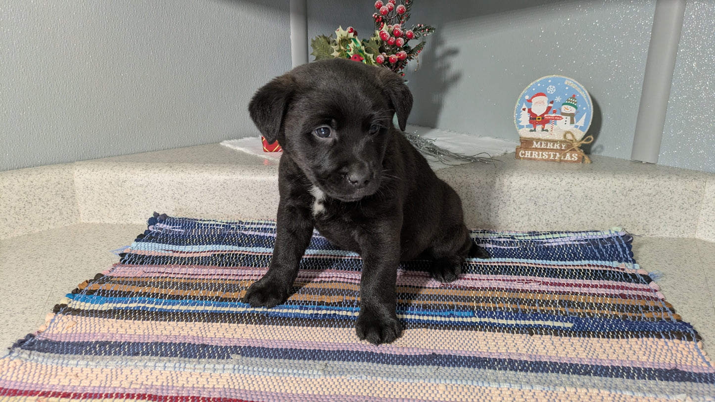 LABRADOR X TERRIER (11/08) MALE